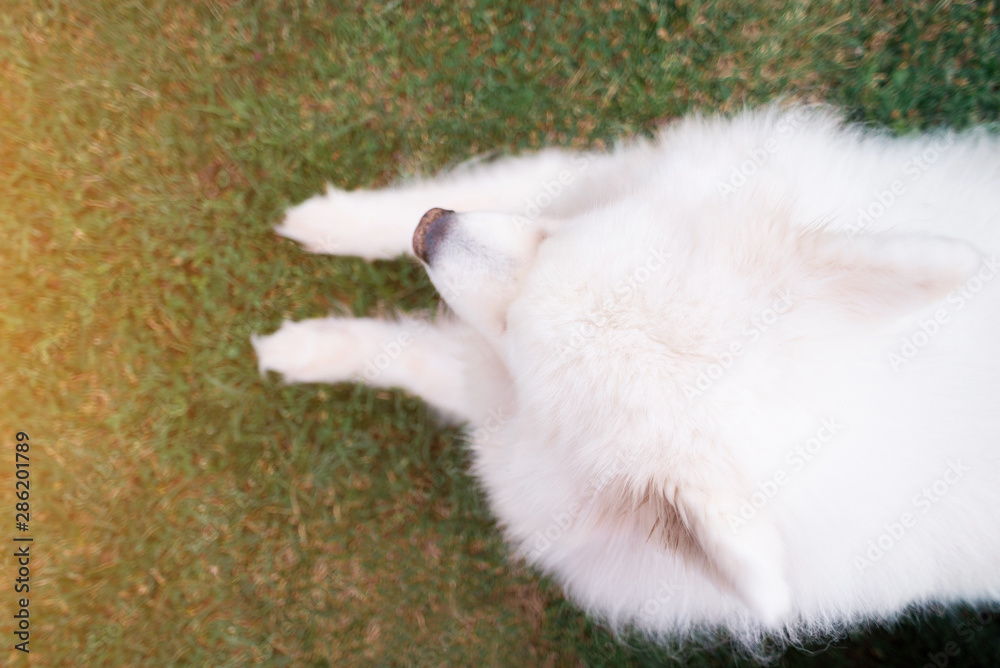Samoyed dog on grass view from above