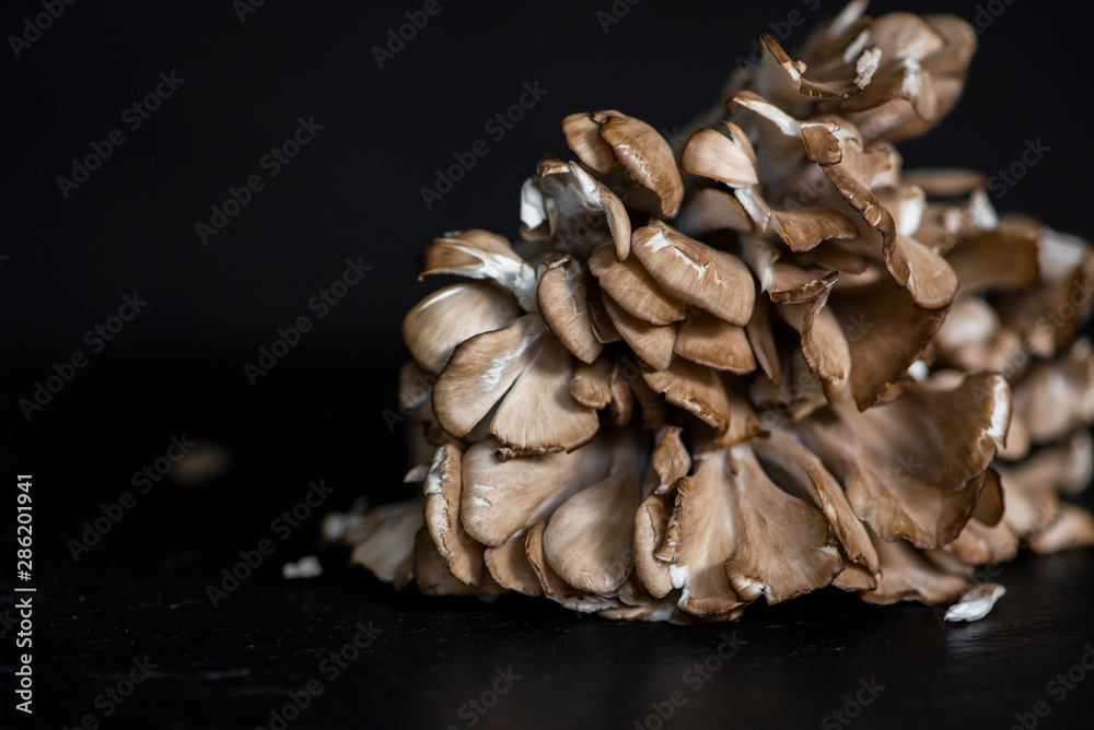 hen of the woods on dark background, maitake mushroom, farmers market produce, organic mushroom hen of the woods on dark background, maitake mushroom, farmers market produce, organic mushroom