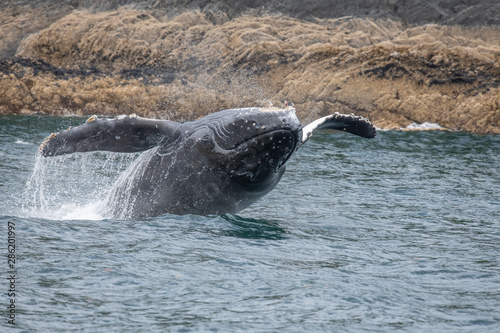 Breaching Baby Humpback Whale