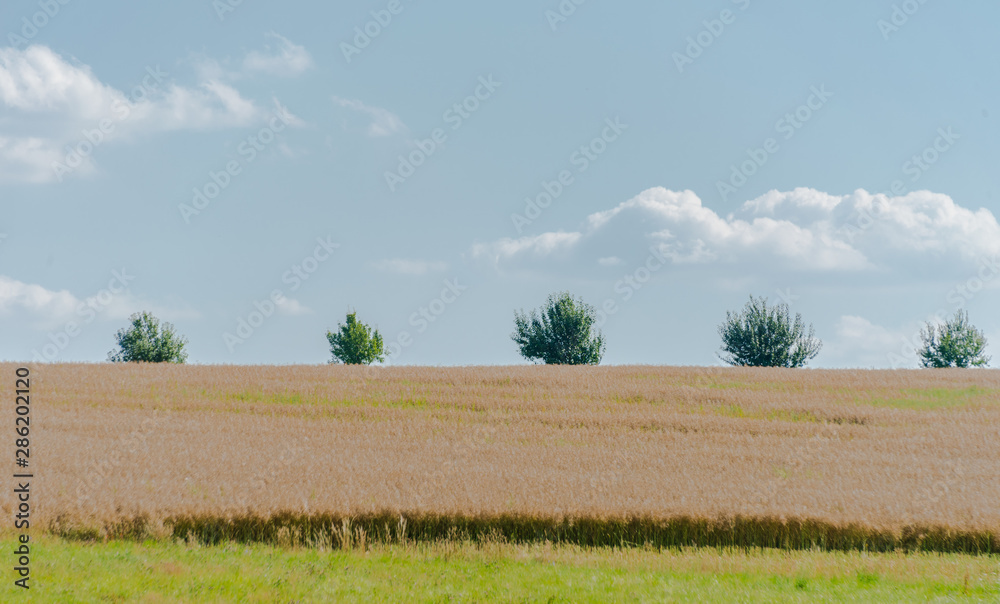 beautiful landscape in the nature. Trees fields and no people. beautiful landscape in the nature. Trees fields and no people.