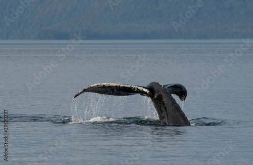 Humpback Whale Fluke © Betty Sederquist