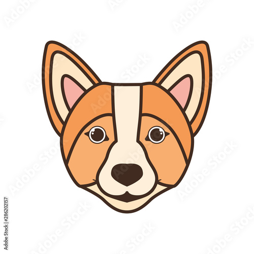 head of cute welsh corgi dog on white background