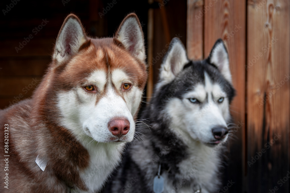 Beautiful portrait of two husky dogs on a woody background. Autumn background. Beautiful portrait of two husky dogs on a woody background. Autumn background.