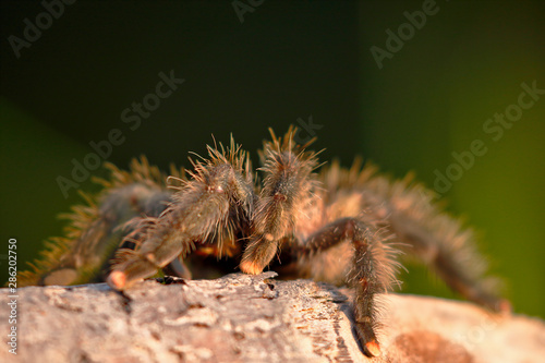South-American pink toe (Avicularia avicularia); Copy taken in freedom