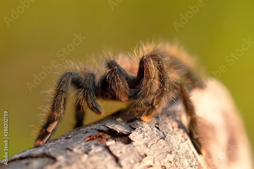 South-American pink toe (Avicularia avicularia); Copy taken in freedom