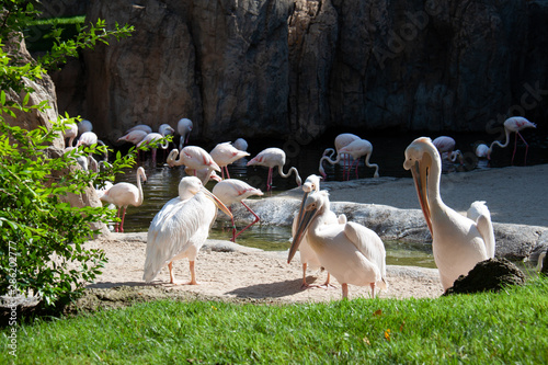 a flock of pelicans in the bioparque of Valencia photo