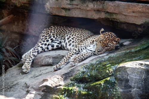 leopard resting in zoo Valencia