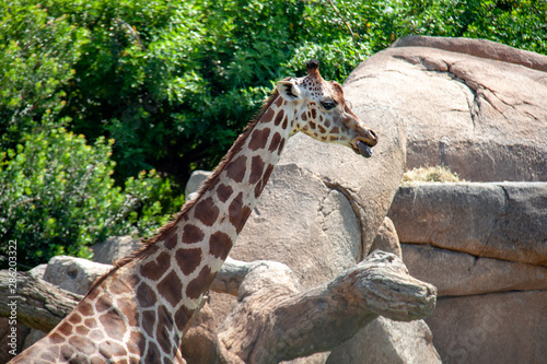 portrait of a giraffe in the bioparque of Valencia photo