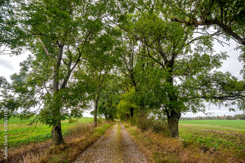 alley in autumn in Poland