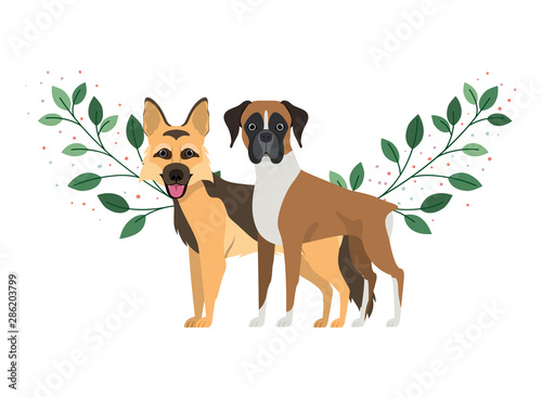 cute and adorable dogs on white background