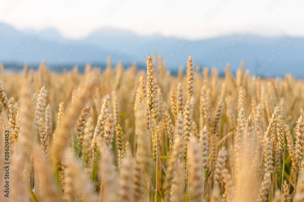 wheat yellow field against beautiful mountains background wheat yellow field against beautiful mountains background