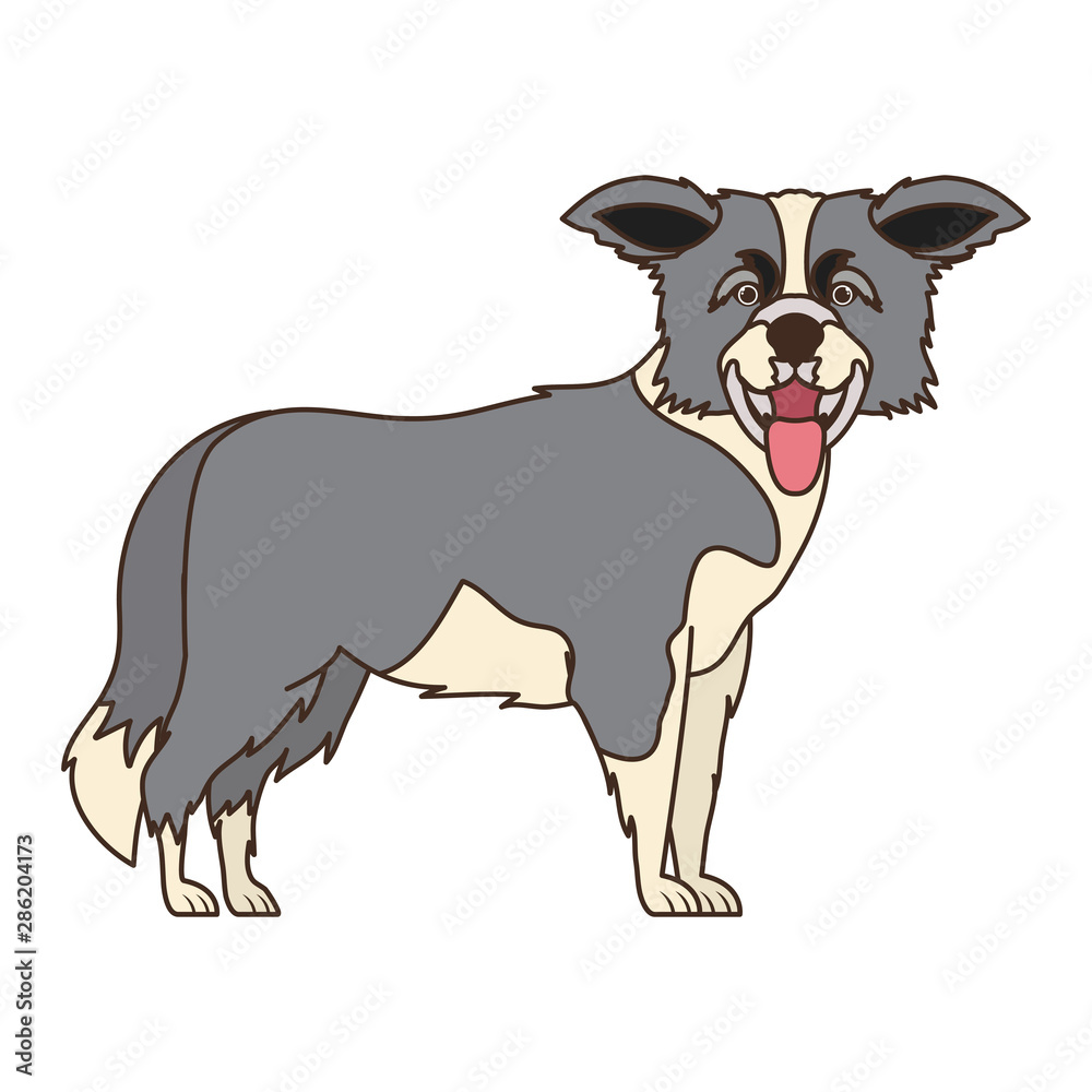 cute border collie dog on white background cute border collie dog on white background