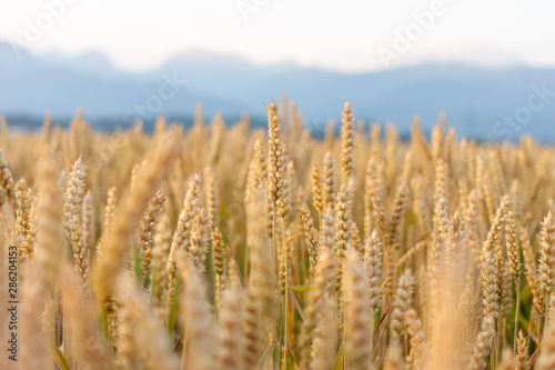 wheat yellow field against beautiful mountains background