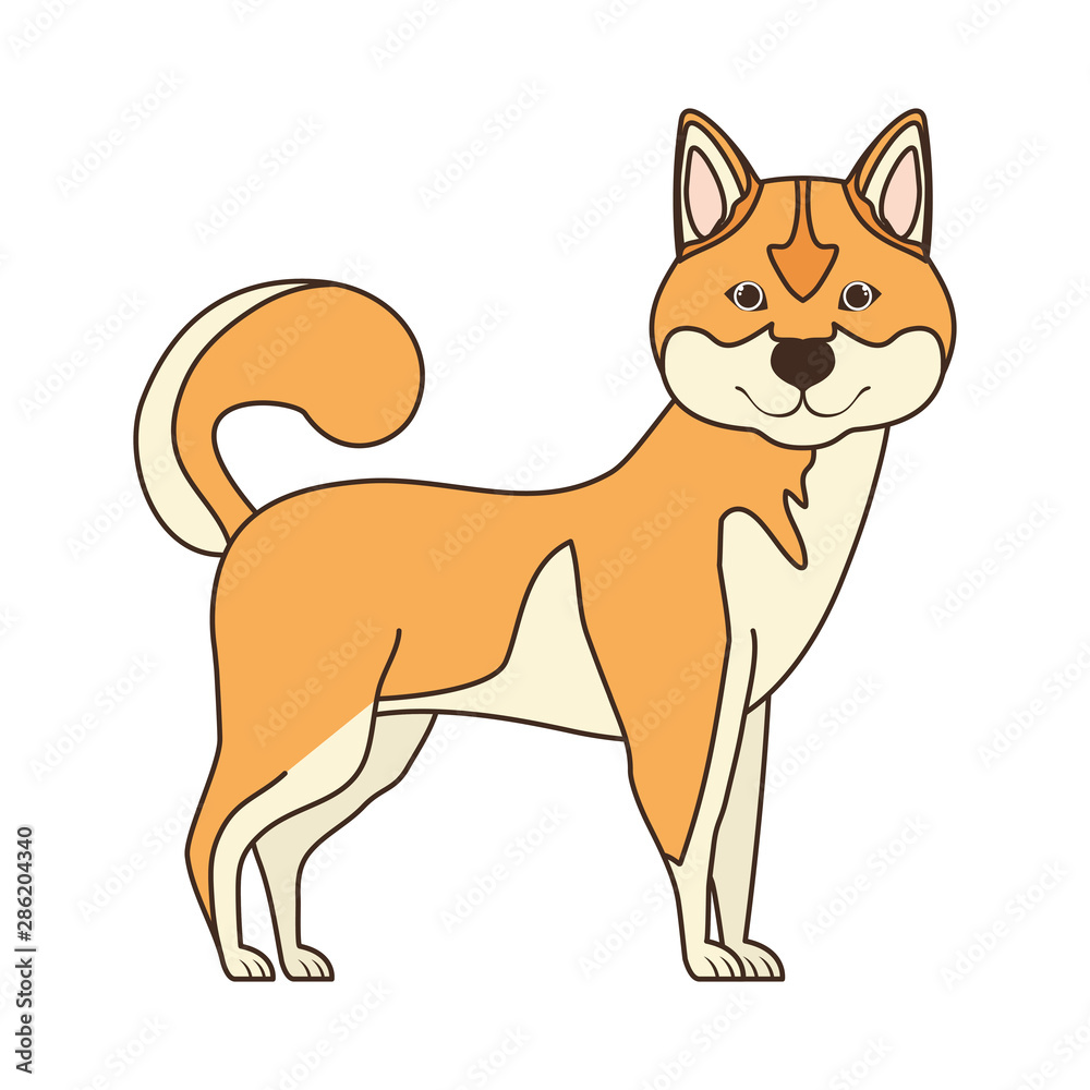 cute akita inu dog on white background