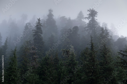 Mists and Temperate Rainforest, Southeaast Alaska © Betty Sederquist