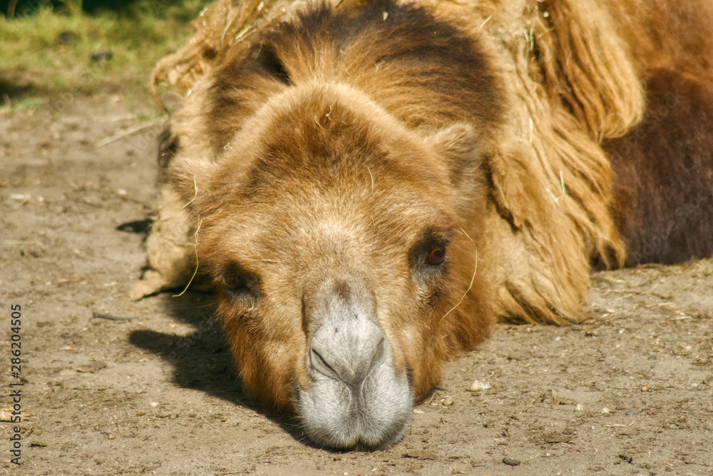 ritratto di un cammello, la testa di un animale che ha riposato disteso a terra