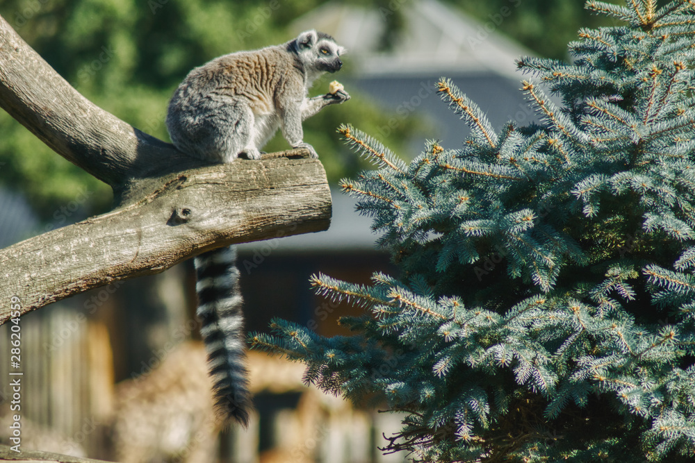 lemur siedzi na grubej gałęzi w zoo