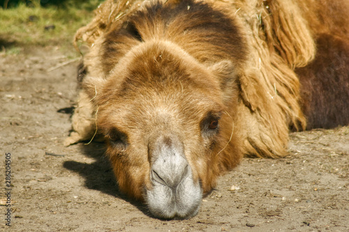 Obraz na płótnie ritratto di un cammello, la testa di un animale che ha riposato disteso a terra w salonie