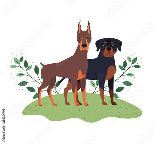cute and adorable dogs on white background
