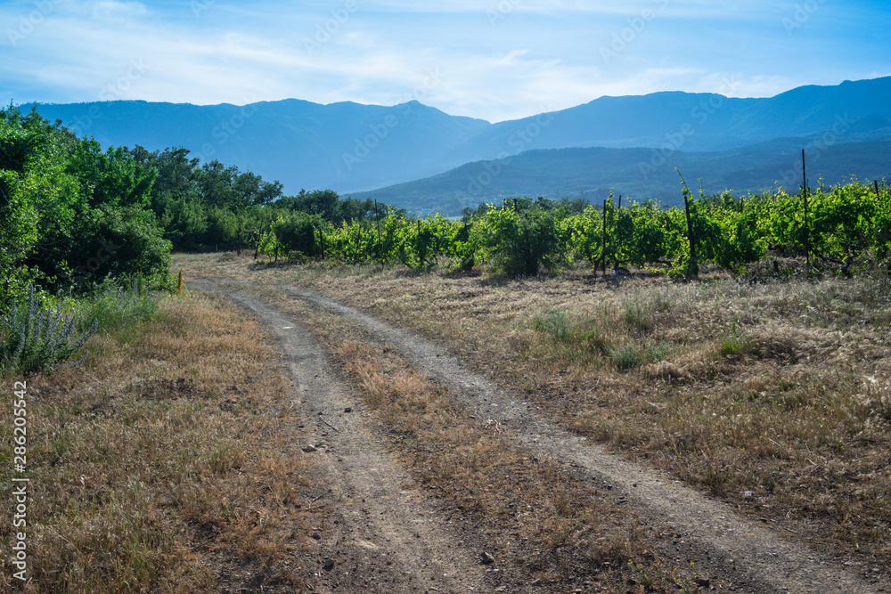 The natural landscape of the Crimean vineyards.