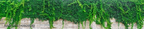 Green shrub on a stone fence panorama