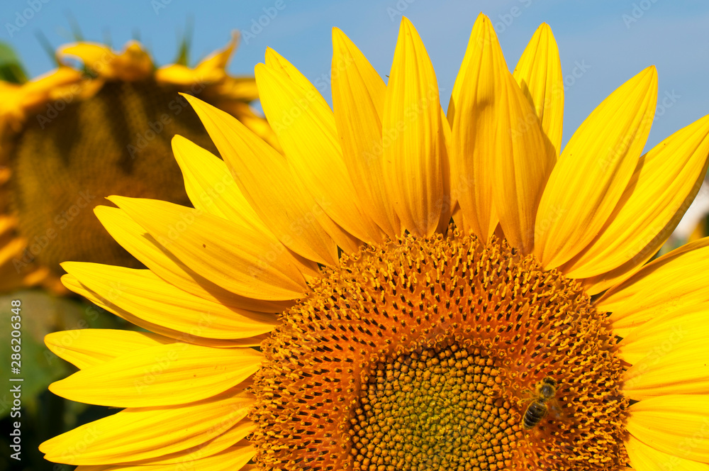 Naklejka premium bright sunflowers on a large field on a sunny day