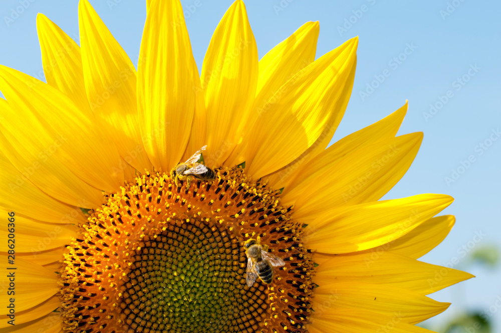 Naklejka premium bright sunflowers on a large field on a sunny day