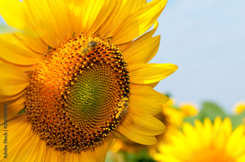 Naklejka premium bright sunflowers on a large field on a sunny day