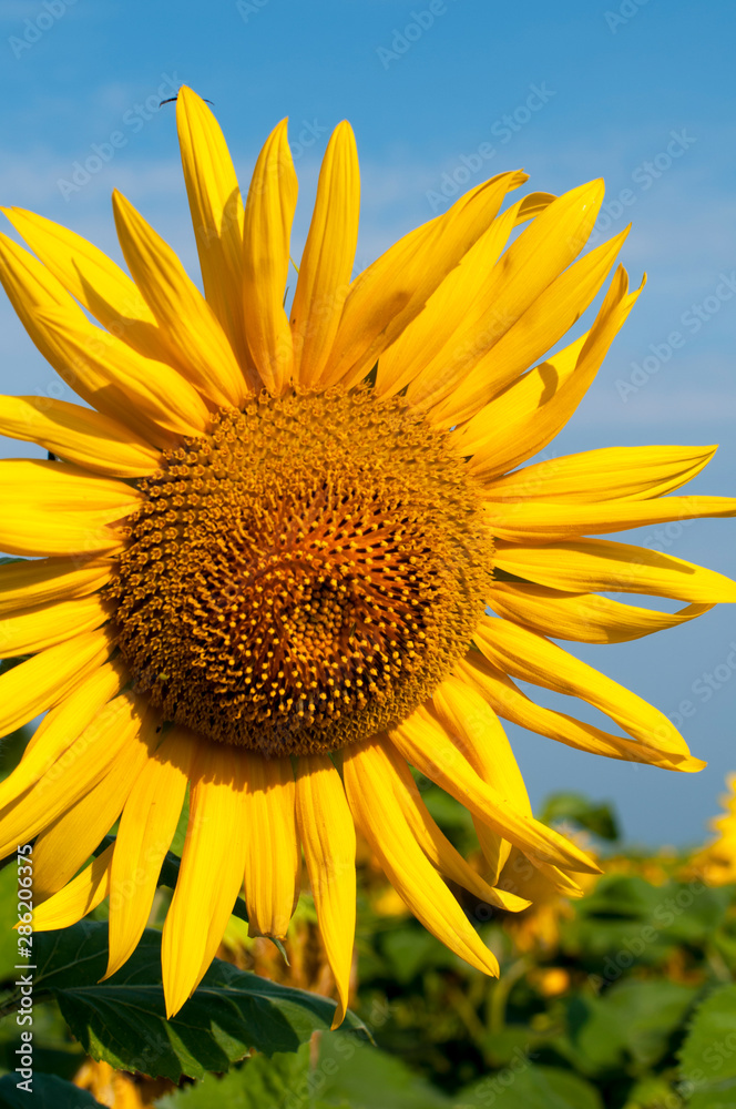 Naklejka premium bright sunflowers on a large field on a sunny day