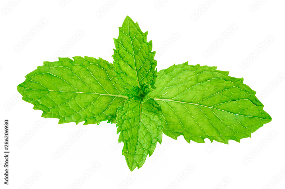 Fresh mint isolated on white background. Fresh mint isolated on white background.
