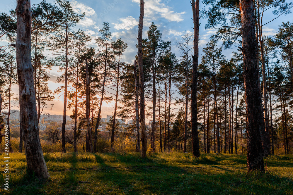 Portrait of a forest at sunrise.