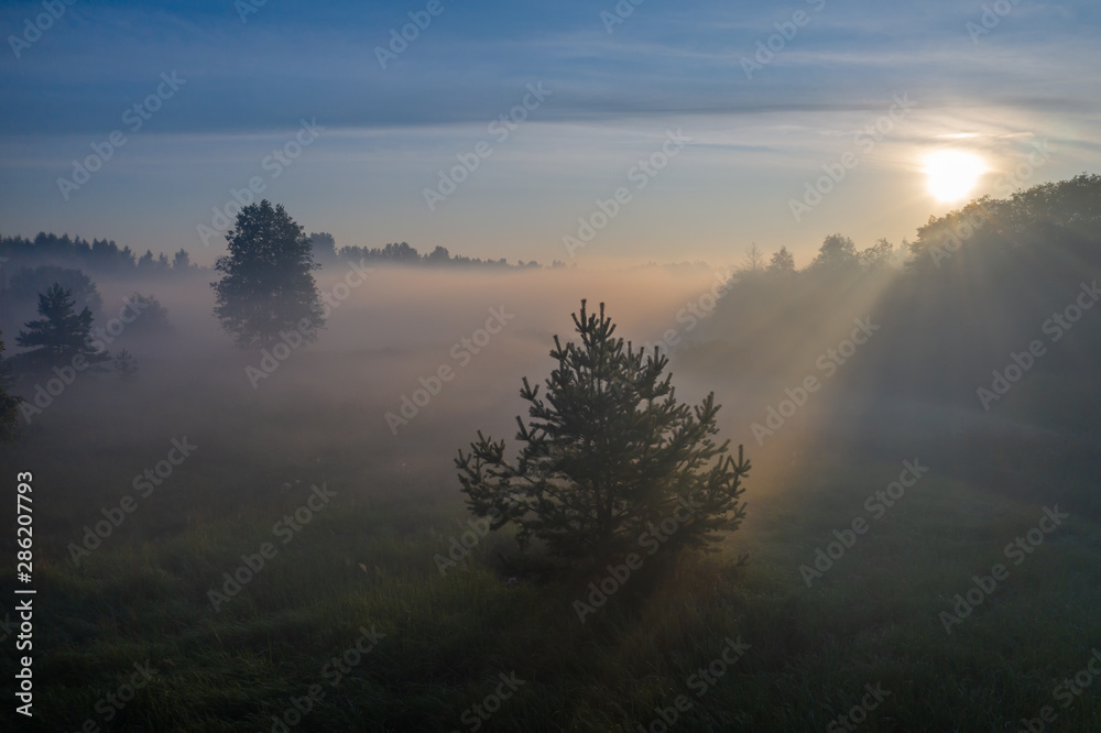 Silhouettes of trees in the morning fog