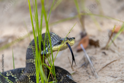 Heterodon platirhinos on sandy soil photo