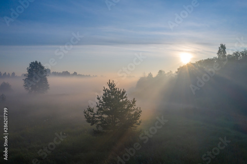 Silhouettes of trees in the morning fog