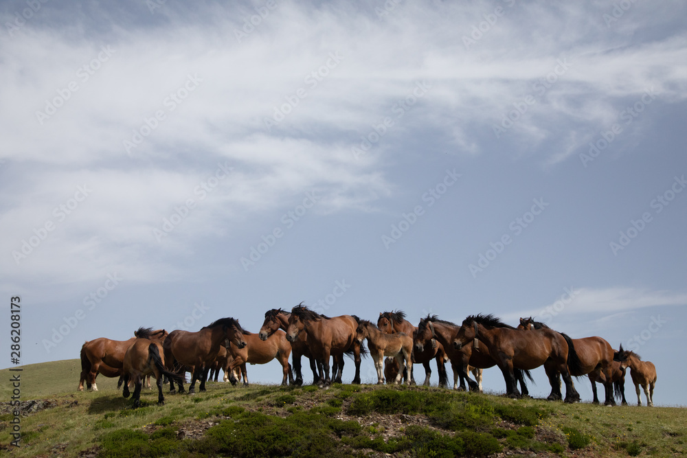 Wild horses on mountain top with blue cloudy sky Wild horses on mountain top with blue cloudy sky