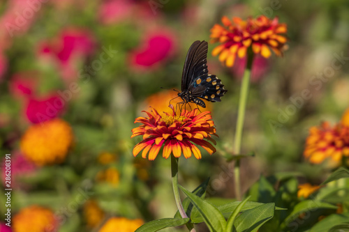 Pipevine Swallowtail butterfly on Zinnia © Martina