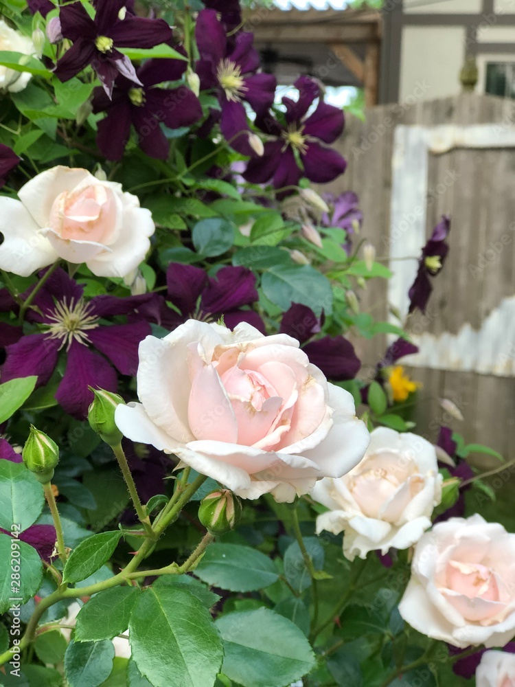 Climbing roses