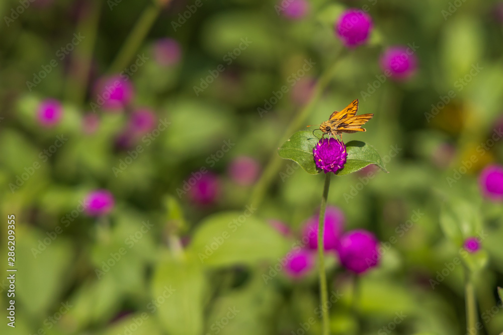 Fiery Skipper on purple flowers, butterfly close-up Fiery Skipper on purple flowers, butterfly close-up