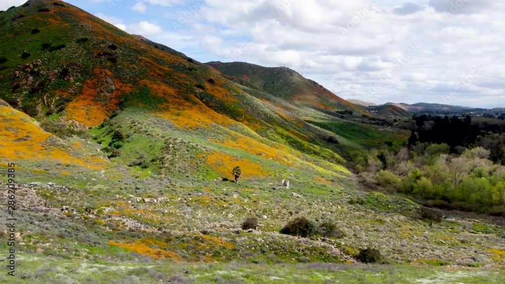 Aerial view of Mountain with California Golden Poppy and Goldfields blooming in Walker Canyon, Lake Elsinore, CA. USA. Bright orange poppy flowers during California desert super bloom spring season. Aerial view of Mountain with California Golden Poppy and Goldfields blooming in Walker Canyon, Lake Elsinore, CA. USA. Bright orange poppy flowers during California desert super bloom spring season.