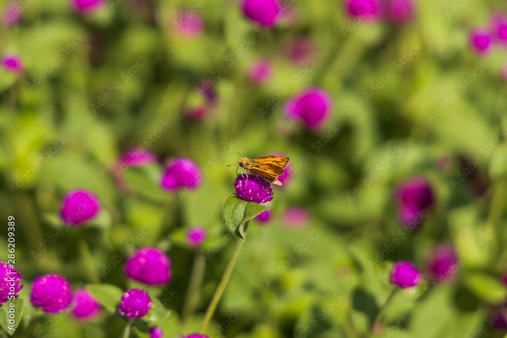 Fiery Skipper on purple flowers, butterfly close-up Fiery Skipper on purple flowers, butterfly close-up