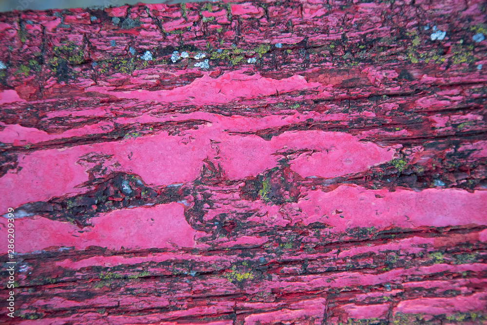 Bright pink wood texture