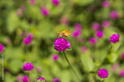 Fiery Skipper on purple flowers, butterfly close-up 