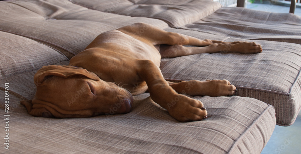 Portrait of an adorable little brown puppy vizsla and its foot sleeping comfortably and relaxed over a grey brown couch