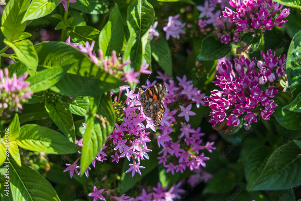 Painted Lady butterfly on pink Pentas, close-up Painted Lady butterfly on pink Pentas, close-up