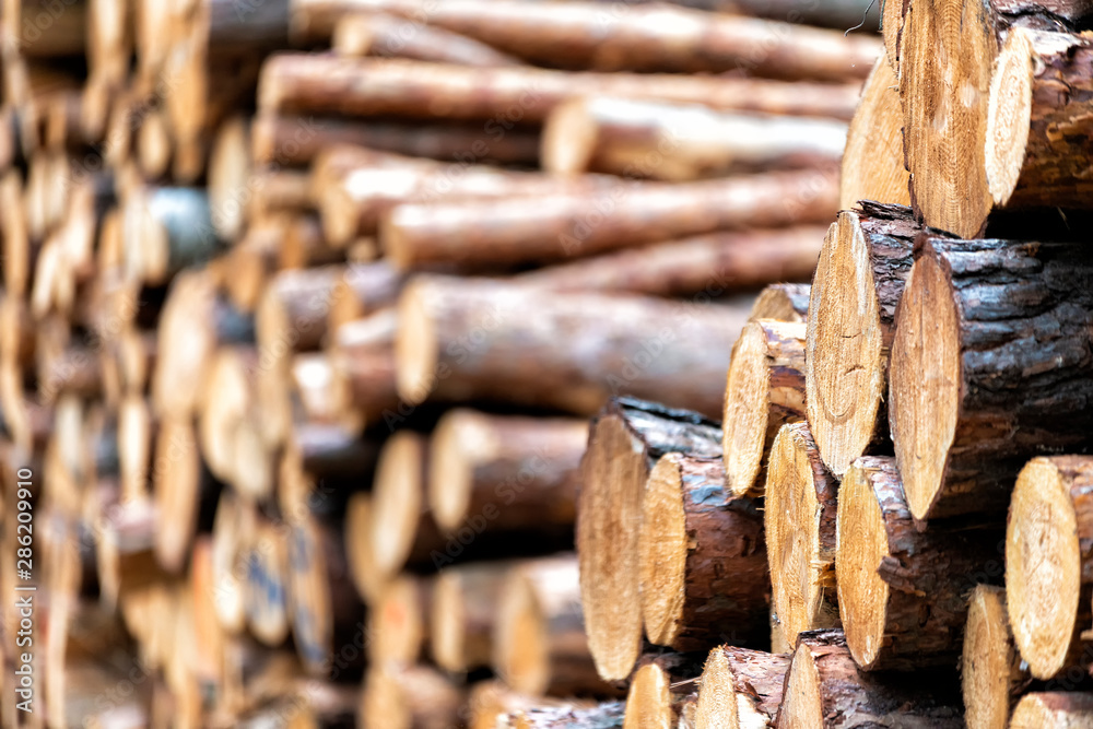 Holzstämme im Wald nach dem Fällen Holzstämme im Wald nach dem Fällen