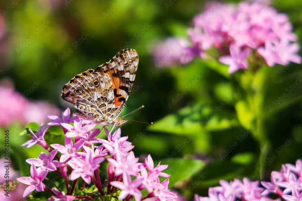 Painted Lady butterfly on pink Pentas, close-up Painted Lady butterfly on pink Pentas, close-up
