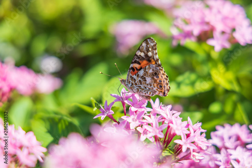 Fotografía Painted Lady butterfly on pink Pentas, close-up