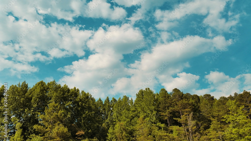 trees and sky trees and sky