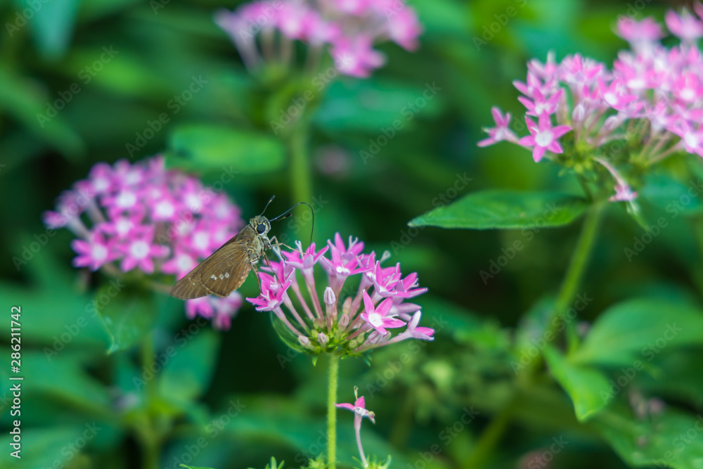 Brazilian Skipper on purple flowers, butterfly close-up Brazilian Skipper on purple flowers, butterfly close-up