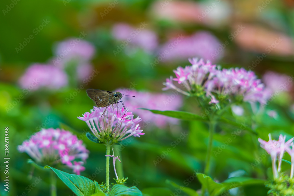 Brazilian Skipper on purple flowers, butterfly close-up Brazilian Skipper on purple flowers, butterfly close-up